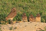 Burrowing Owl